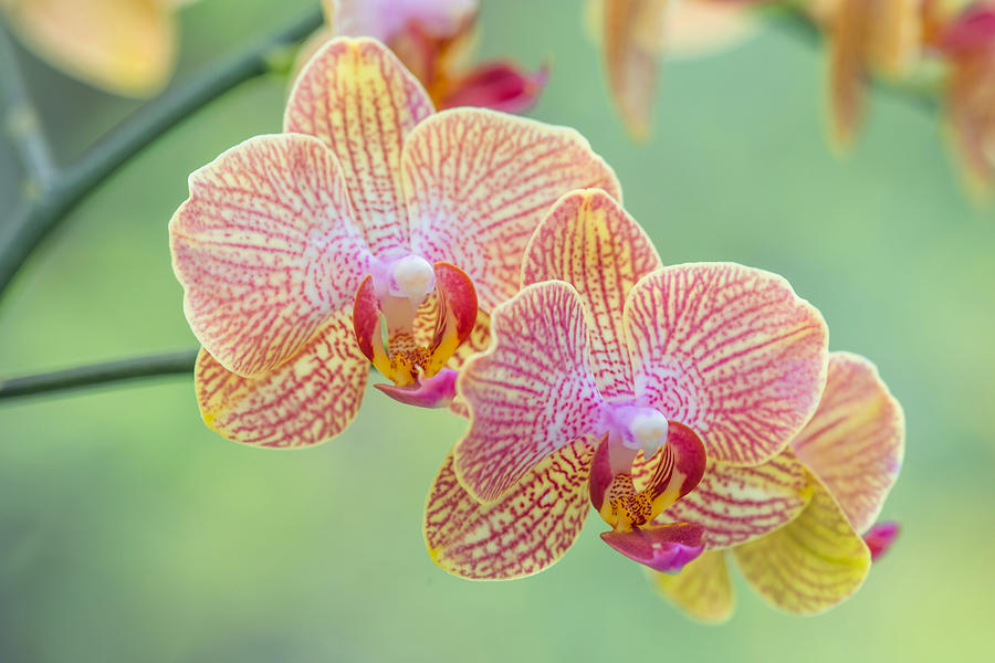 Orchid Flowers #2 Photograph by Michael Lustbader