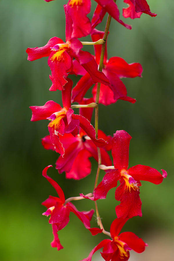 Orchid Photograph - Orchid from Finca Dracula #2 by JP Lawrence