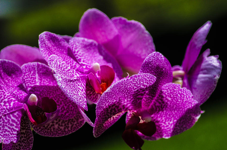 Orchid #3 Photograph by Gerald Kloss