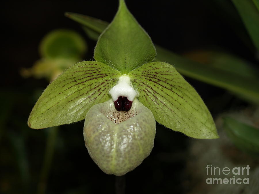 Orchid #2 Photograph by Jacklyn Duryea Fraizer
