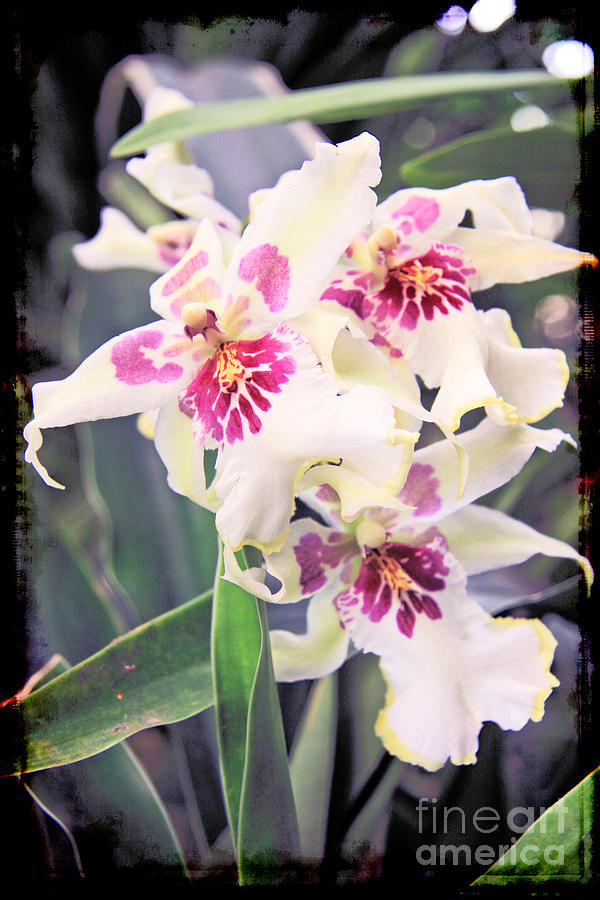 Orchid Photograph - Orchid  #3 by Lali Kacharava
