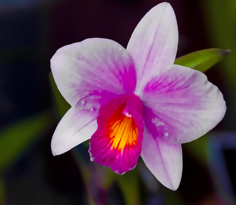 00007 Orchid Digital Art by Photographic Art by Russel Ray Photos