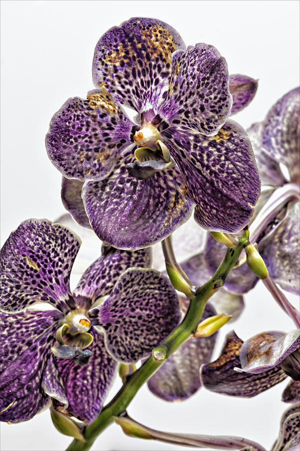 Orchid Study #2 Photograph by Robert Ullmann