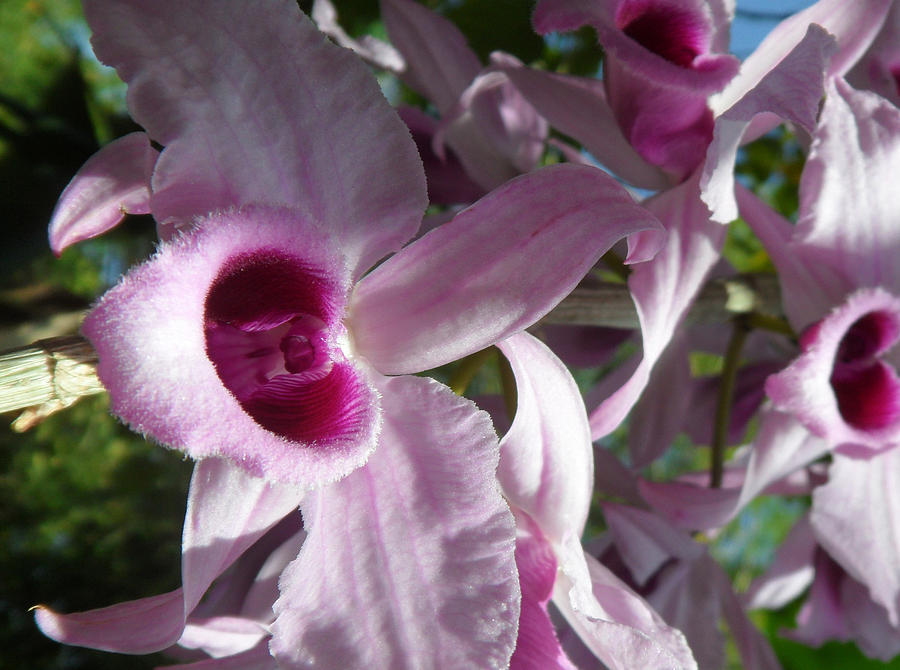 Orchids--Dendrobium #1 Photograph by Xueyin Chen