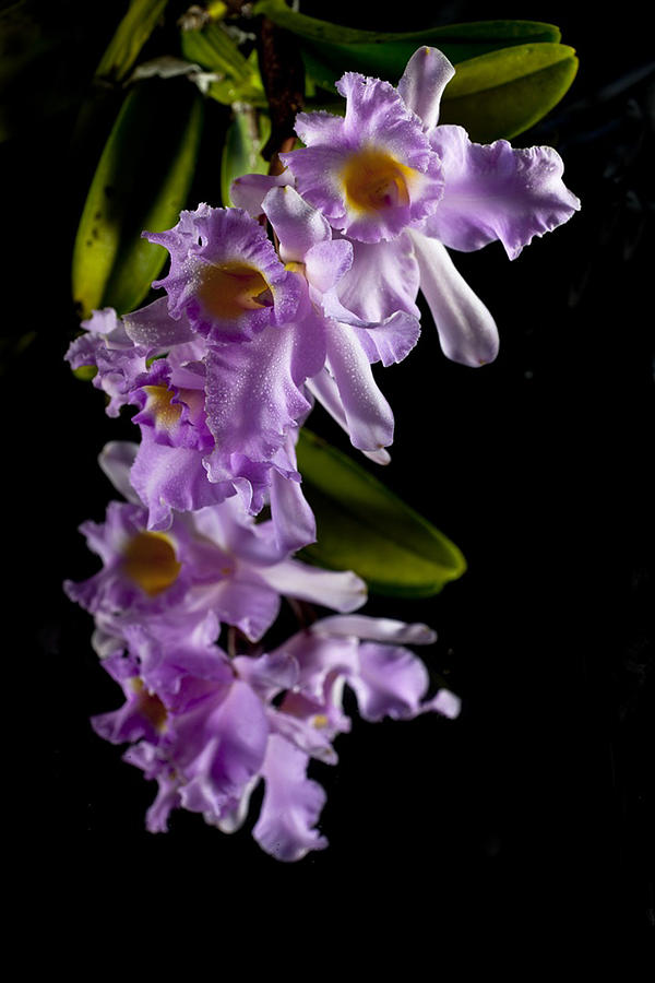 Orchids #5 Photograph by James Roemmling