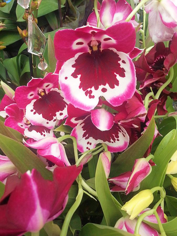 Orchids #2 Photograph by Jane Girardot