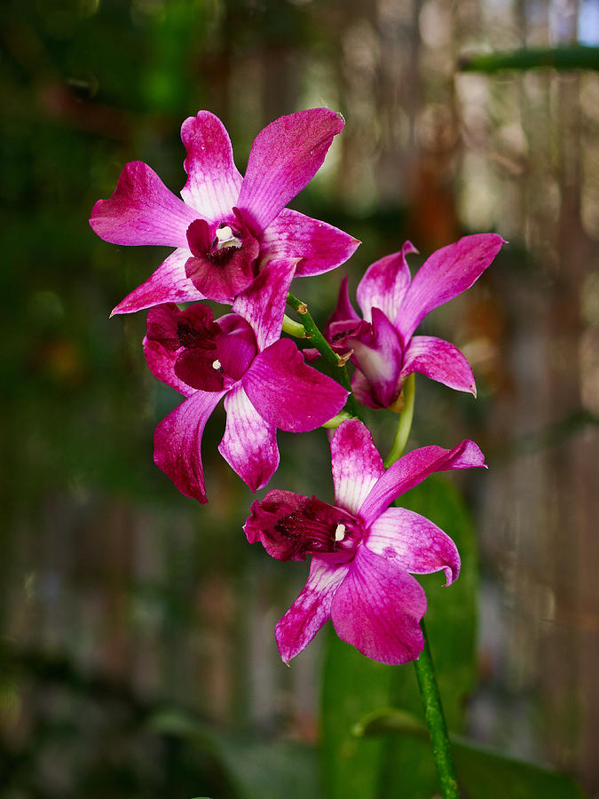 Deep pink Orchids  Photograph by Jouko Lehto