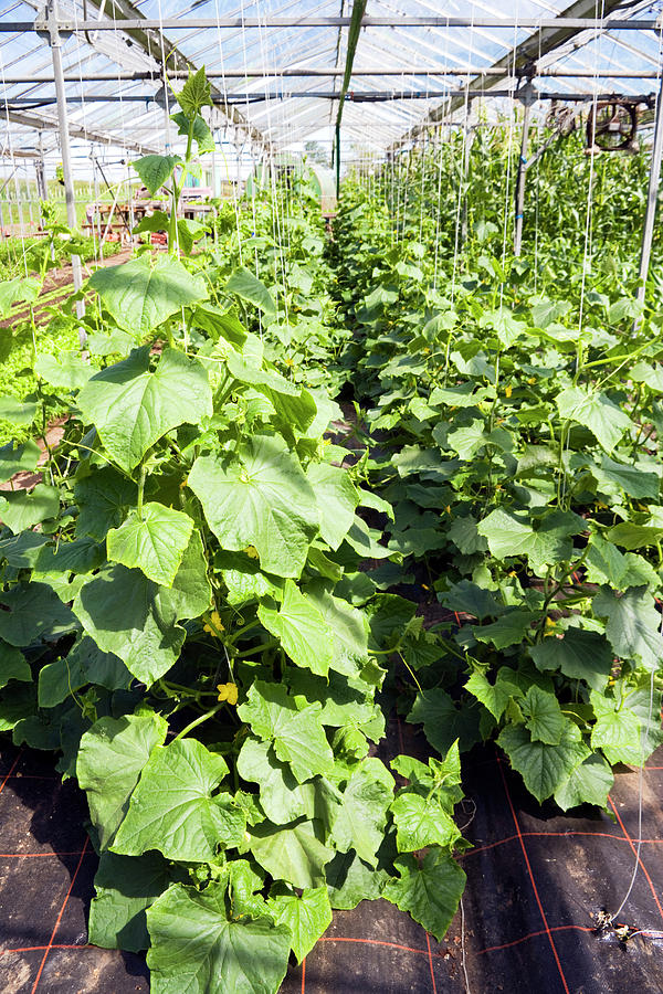 Organic Farming Photograph by Antonia Reeve/science Photo Library ...