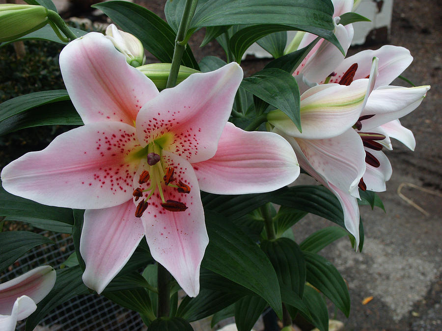 Oriental Lily #2 Photograph by Bonnie Sue Rauch