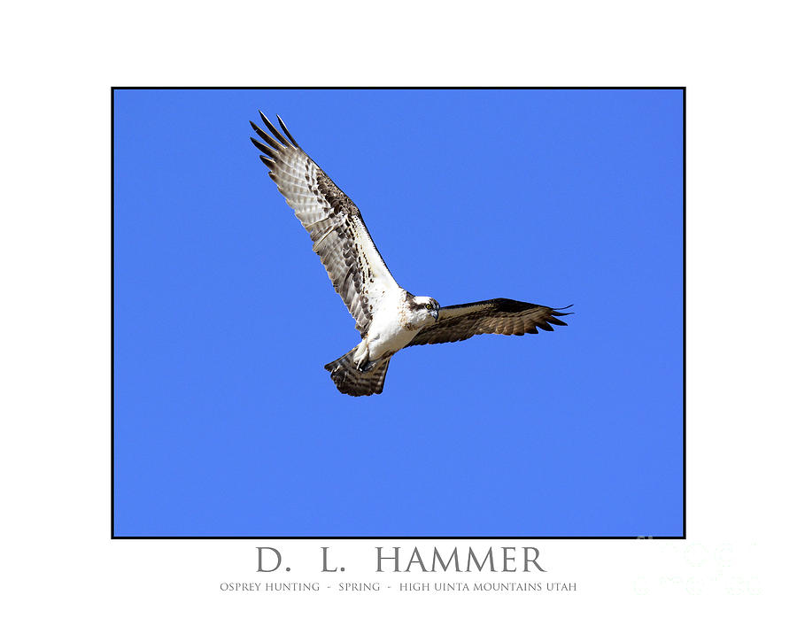 Osprey Hunting #2 Photograph by Dennis Hammer