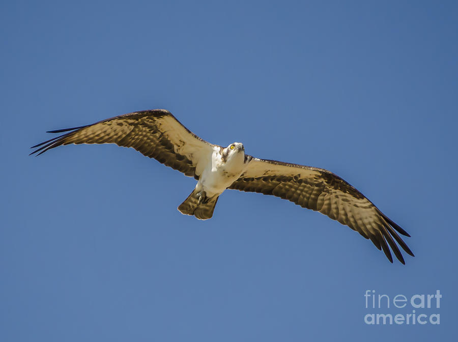 Osprey In Flight Spreading His Wings Photograph