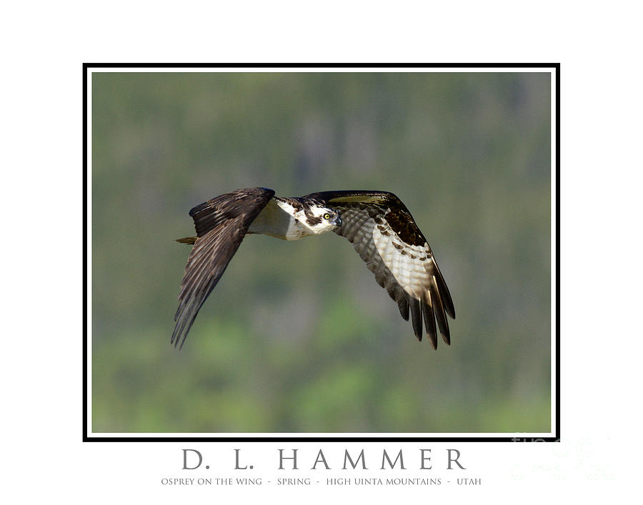 Osprey on the Wing #2 Photograph by Dennis Hammer