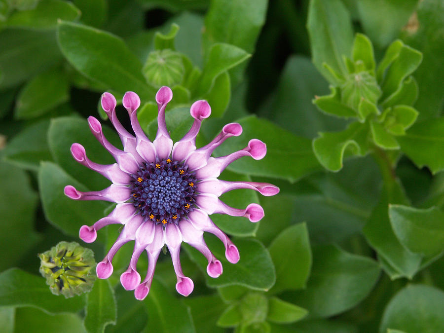 Osteospermum Hybrid Soprano Lilac Spoon Photograph by Bonnie Sue Rauch ...