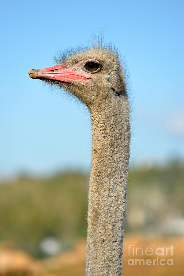 Ostrich Photograph - Ostrich #3 by George Atsametakis
