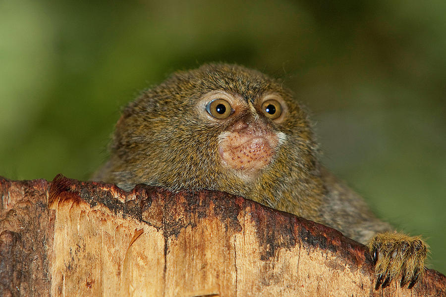 Ouistiti Pygmee Callithrix Pygmaea Photograph by Gerard Lacz