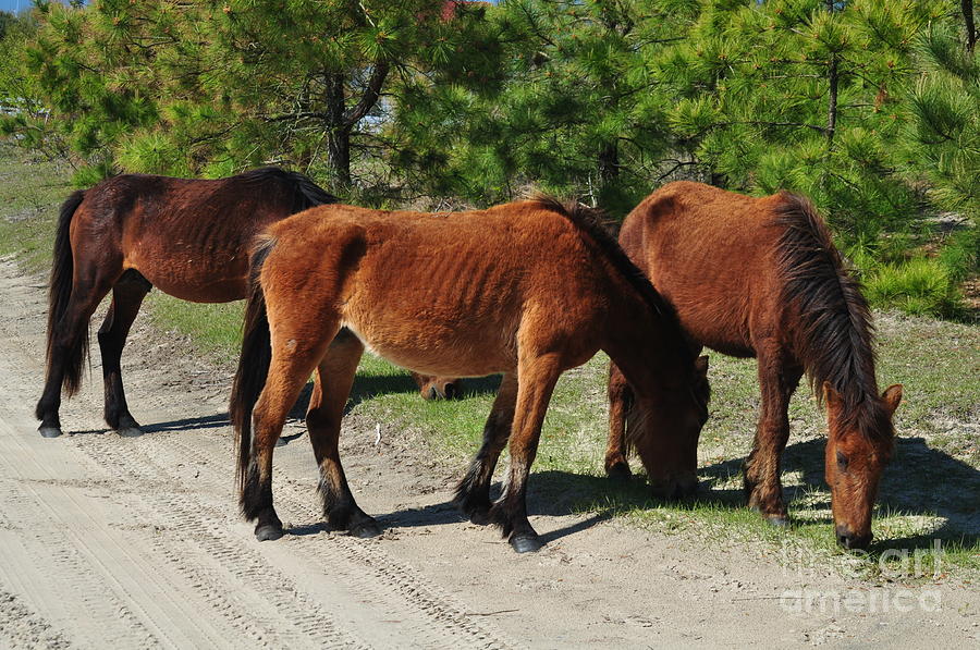 Horse Photograph - Outer Banks Wild Horses #2 by Mike Baltzgar