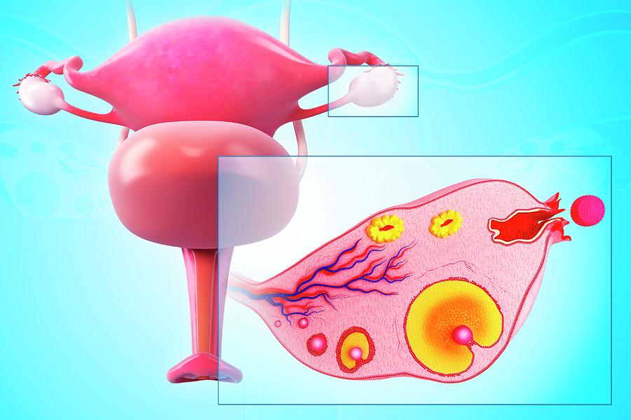 Ovarian Cycle #2 Photograph by Pixologicstudio/science Photo Library