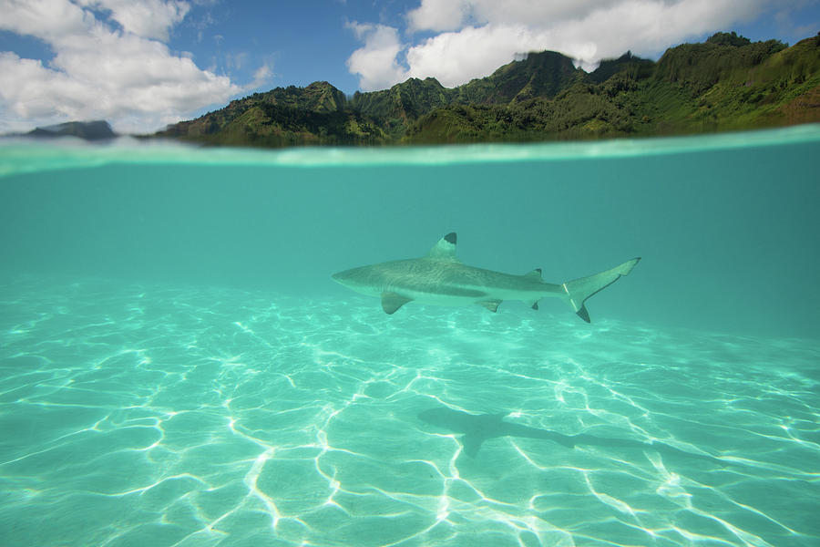 Over Under, Half Water Half Land, Shark #2 Photograph by Panoramic Images