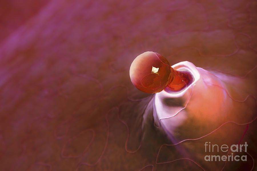 Ovulation Photograph by Science Picture Co | Fine Art America