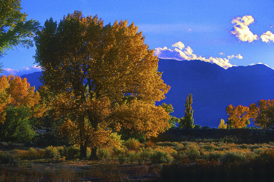 Owens Valley Fall Colors  #2 Photograph by Paul W Faust -  Impressions of Light