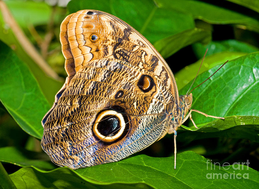 Owl Butterfly #2 Photograph by Millard H. Sharp