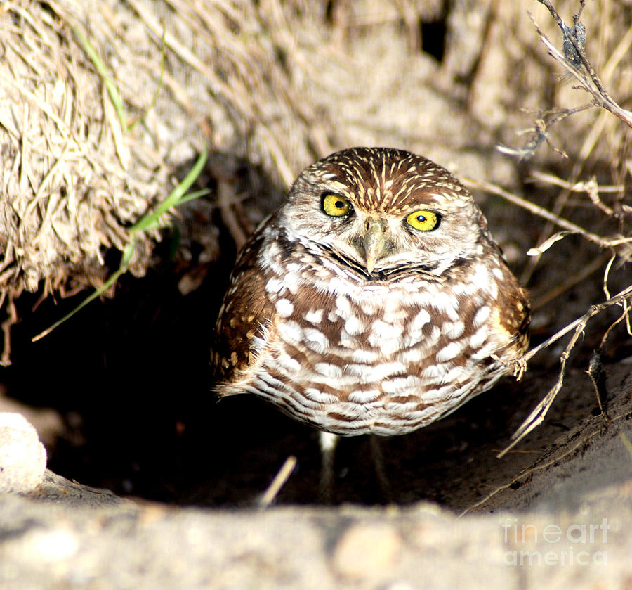 Owl Photograph - Owl by Oksana Semenchenko