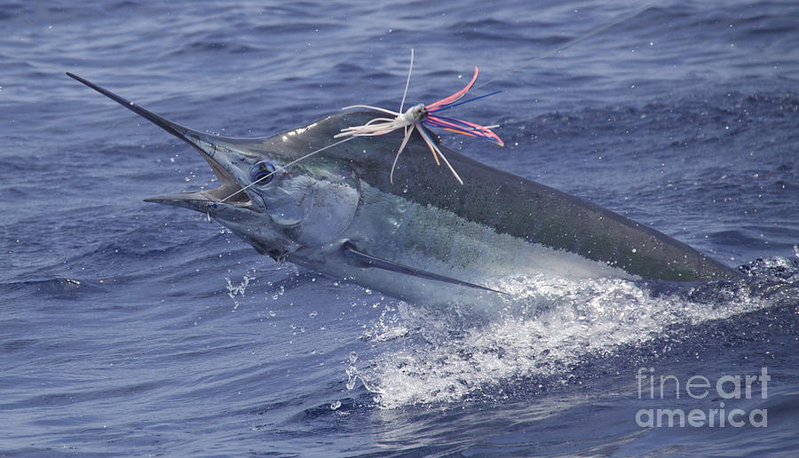 Hawaiian Fish Hook by Carol Lynne