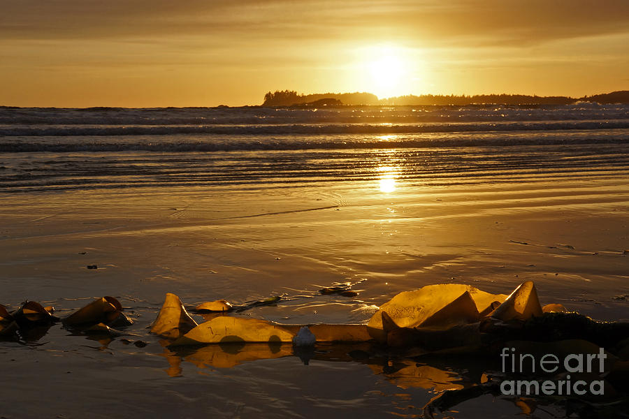 Pacific Sunset #3 Photograph by Inge Riis McDonald