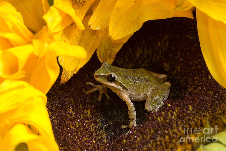 Pacific Treefrog On Sunflower #3 Photograph by Dan Suzio