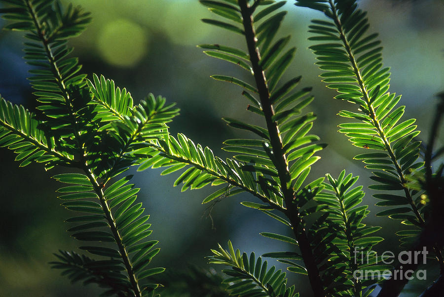 Tree Photograph - Pacific Yew Taxus Brevifolia #2 by William H. Mullins
