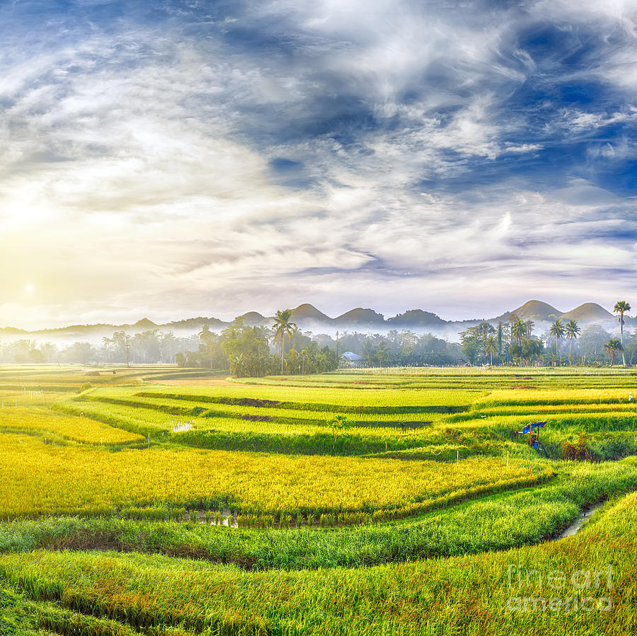 Paddy rice panorama #2 Photograph by MotHaiBaPhoto Prints