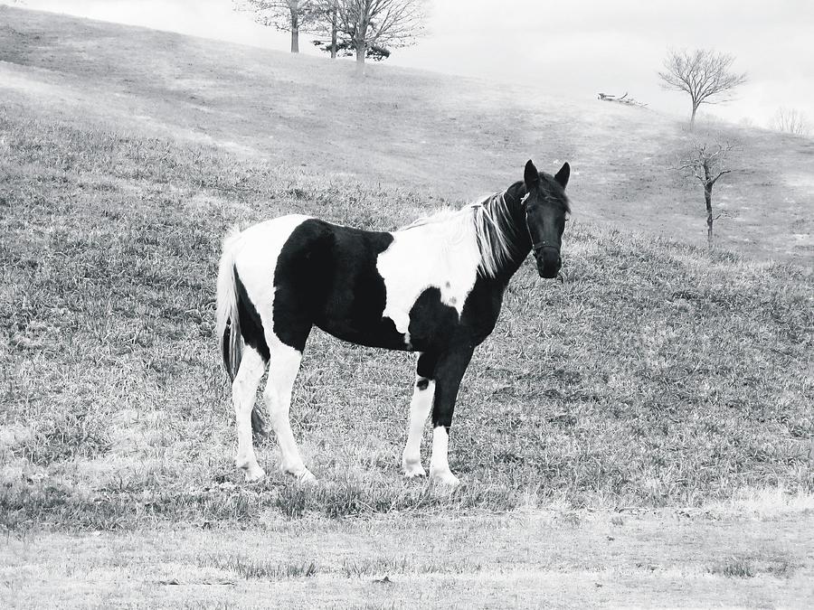 Paint Pony #2 Photograph by Joe Duket