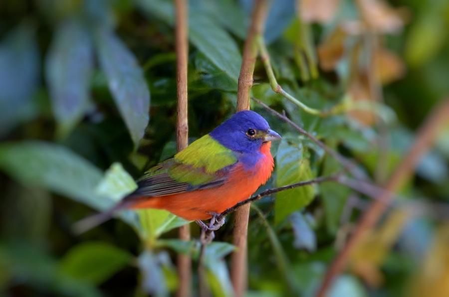 Painted Bunting #2 Photograph by Bill Hosford