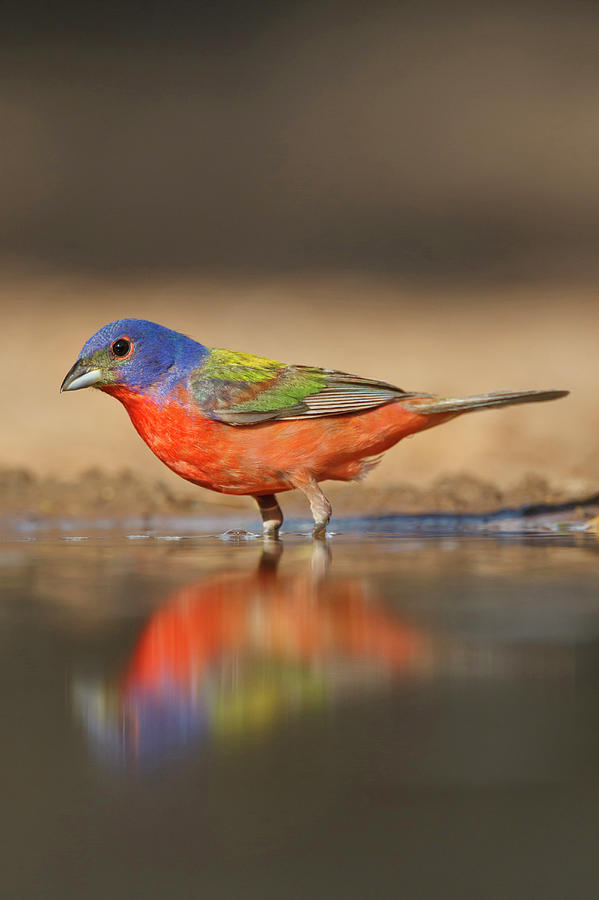 Painted Bunting (passerina Ciris Photograph by Larry Ditto - Fine Art ...