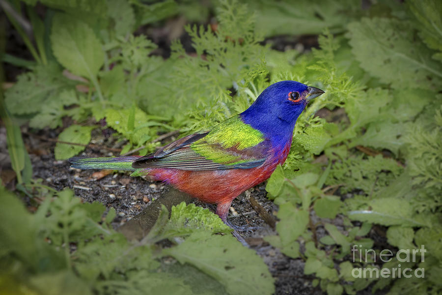 Painted Bunting #2 Photograph by Ronald Lutz