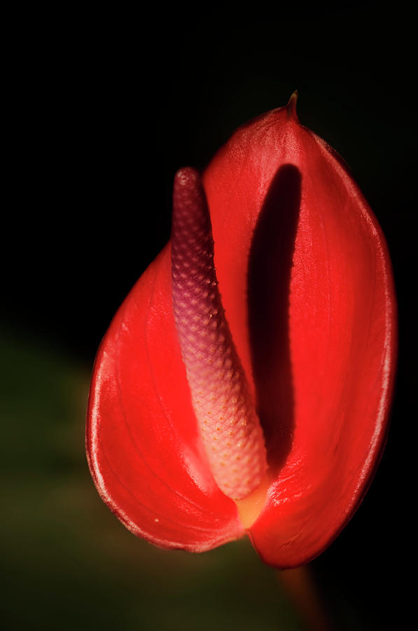 Nature Photograph - Painters Palette (anthurium Andraeanum) #2 by Maria Mosolova/science Photo Library
