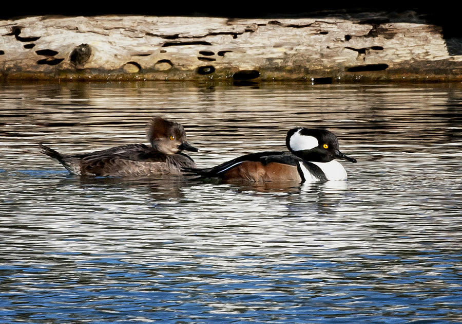 Pair of Hooded Mergansers #2 Photograph by Betty Depee