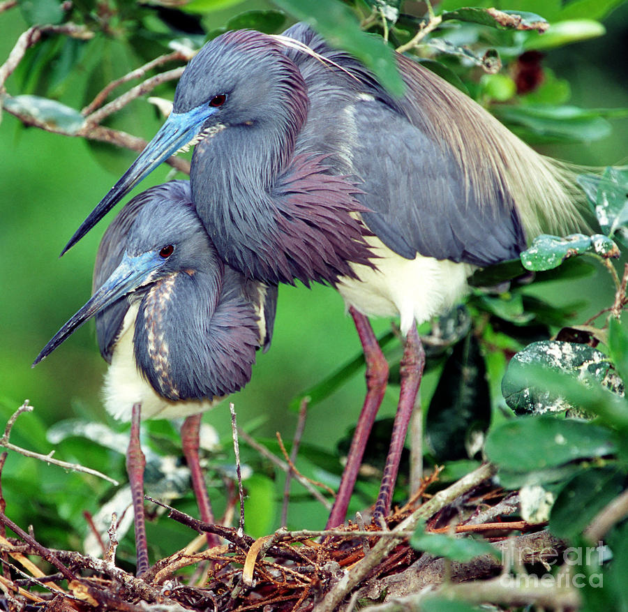Pair Of Tricolored Heron At Nest #2 Photograph by Millard H. Sharp