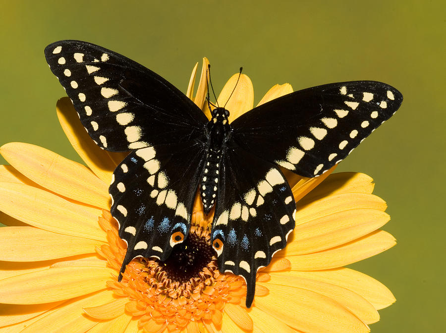 Black Swallowtail Butterfly #6 Photograph by Millard H Sharp
