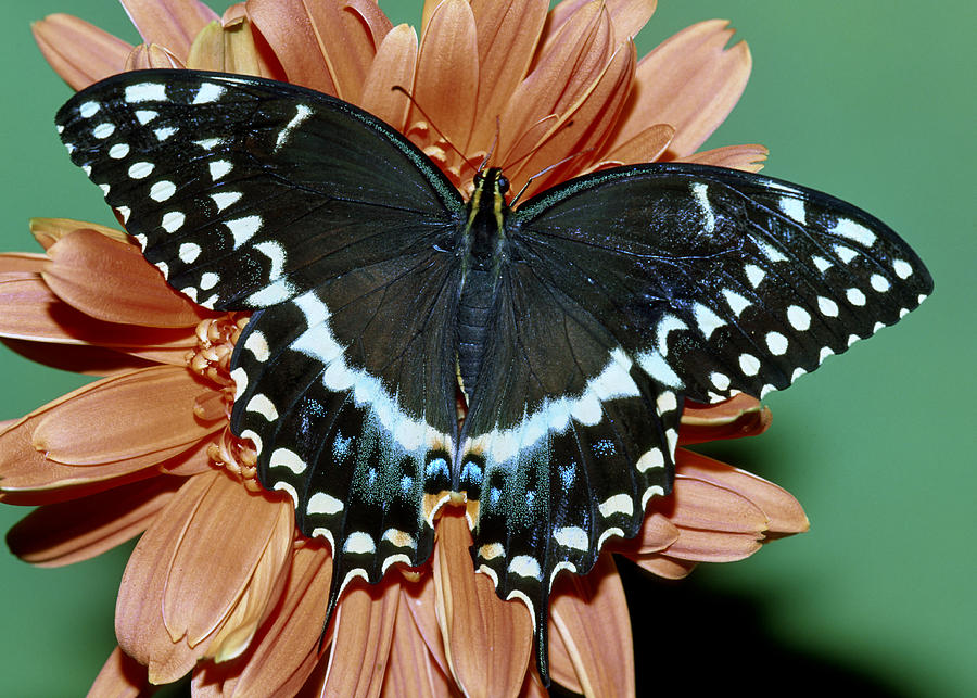Palamedes Swallowtail Butterfly #2 Photograph by Millard Sharp