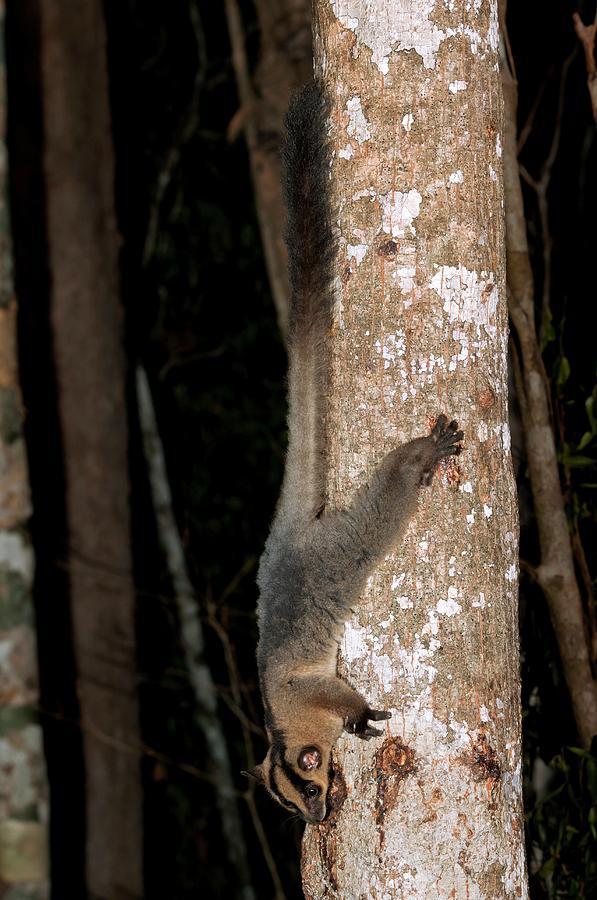 Pale Fork-marked Lemur #2 Photograph by Tony Camacho/science Photo Library