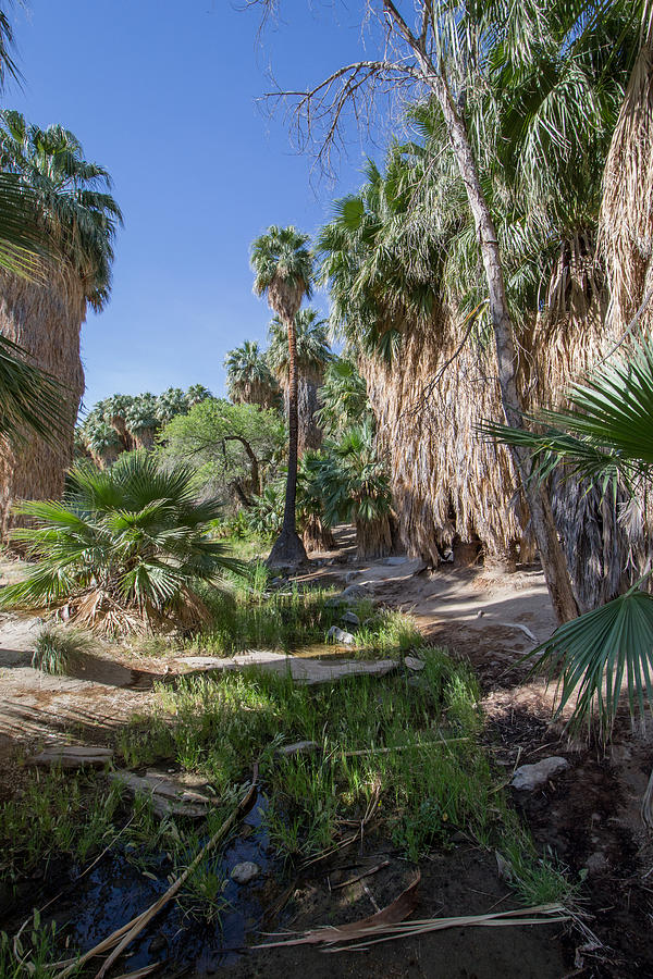 Palm Canyon Photograph by Ross Jamison - Fine Art America