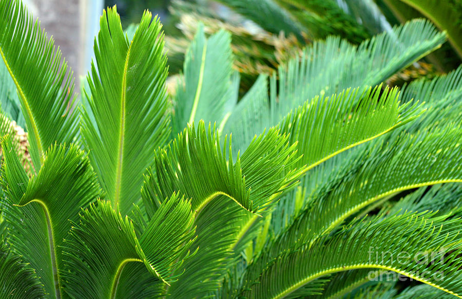 Palm Fronds #1 Photograph by Karen Adams