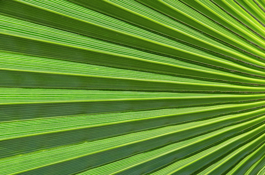 Palm Leaf Abstract Photograph by Nigel Downer - Fine Art America