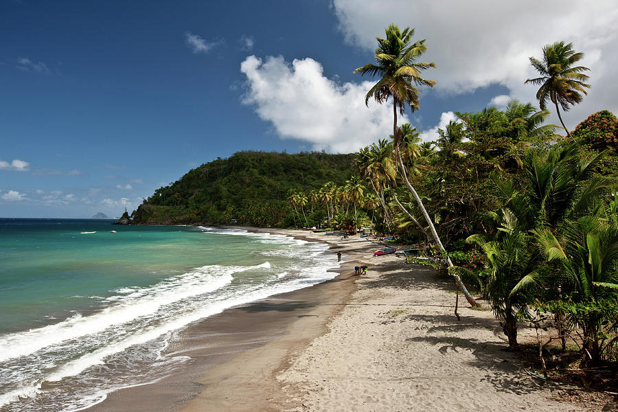 Palm Trees Along The Beach, Grenada #2 Photograph by Panoramic Images