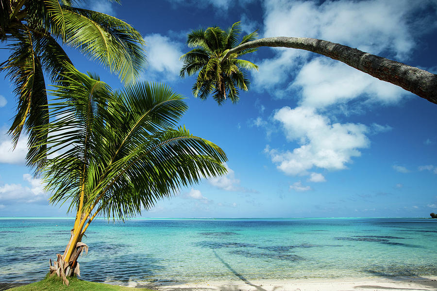 Palm Trees On The Beach, Bora Bora Photograph by Panoramic Images ...