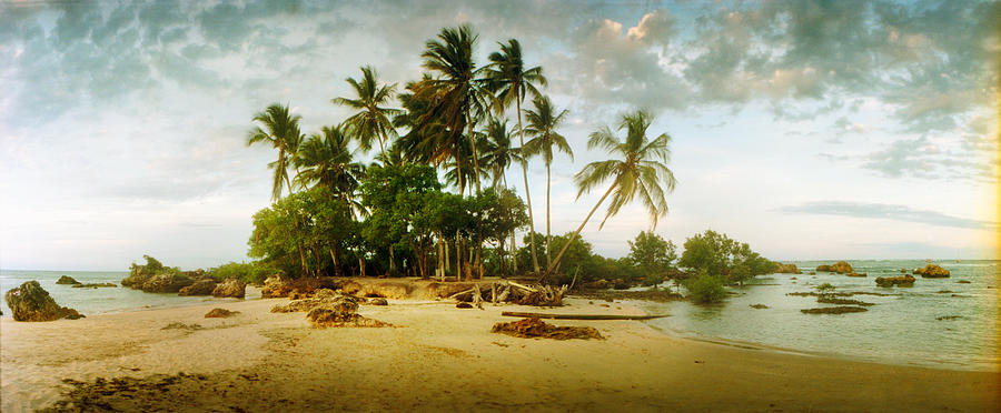 Nature Photograph - Palm Trees On The Beach In Morro De Sao #2 by Panoramic Images