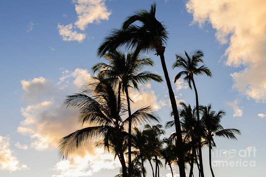 Palm trees silhouetted against a tropical sunset Maui Hawaii USA #2 Photograph by Don Landwehrle