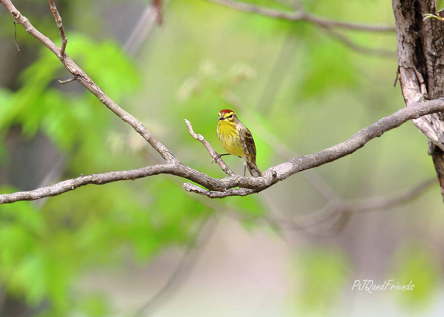 Palm Warbler #2 Photograph by PJQandFriends Photography