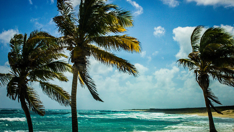 Palms In Paradise Photograph